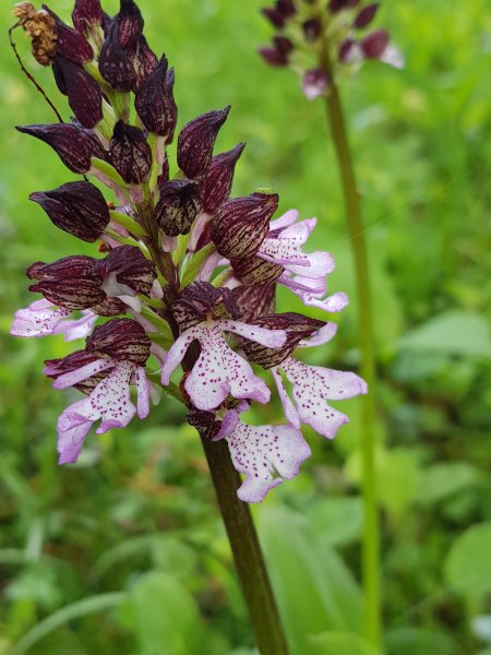 Les petits lutins de la forêt vue 2 . Orchis pourpre. Nestin. Bruno Godet